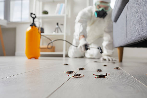 Commercial Kitchen Cockroach Control in California